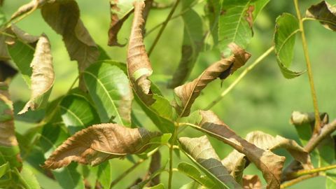 Symptômes de la bactérie Xylella fastidiosa sur un pacanier. © Rebecca A. Melanson, Mississippi State University, Bugwood.org